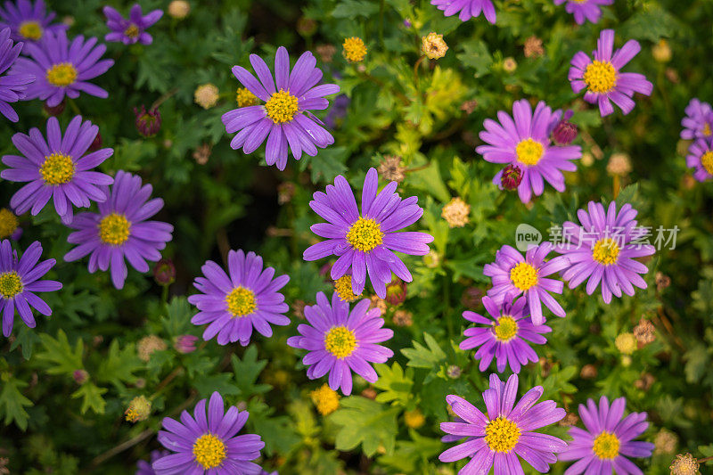 brachyscome iberidifolia